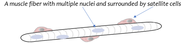 A muscle fiber with multiple nuclei and surrounded by satellite cells