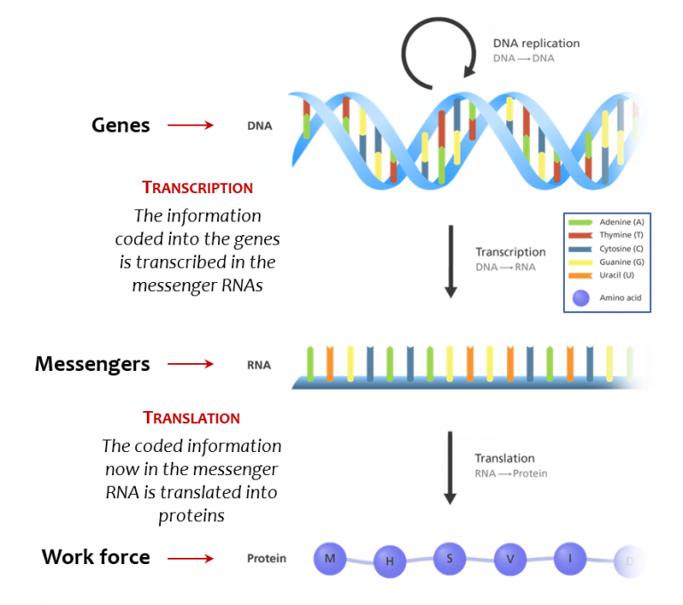 reading gene - LGMD2i Research Fund